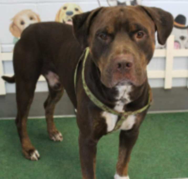 Photo of Rhett URGENT ‼️‼️