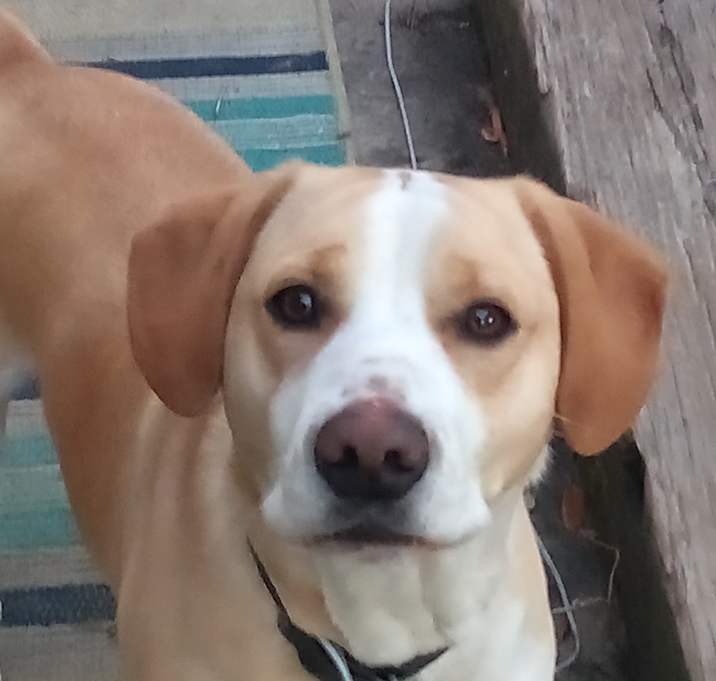 Photo of Woodstock/Woody