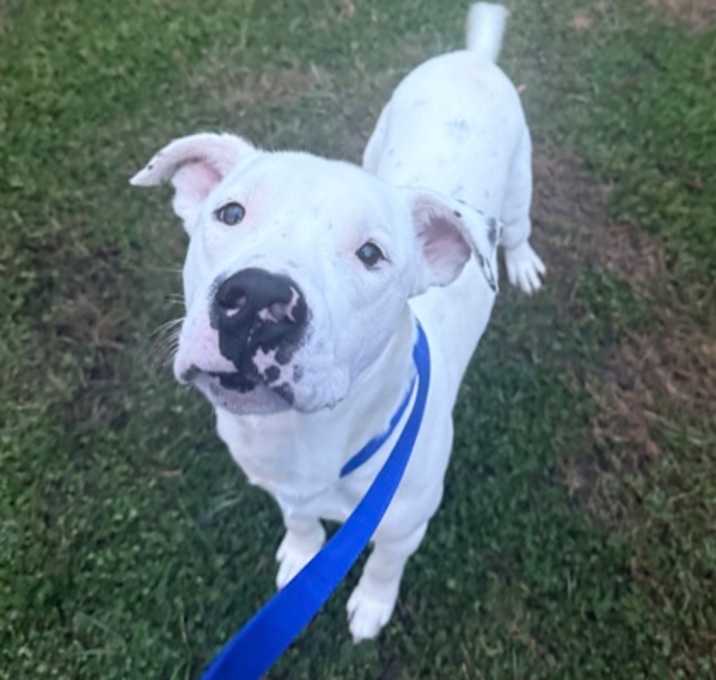 Photo of Adam Warlock