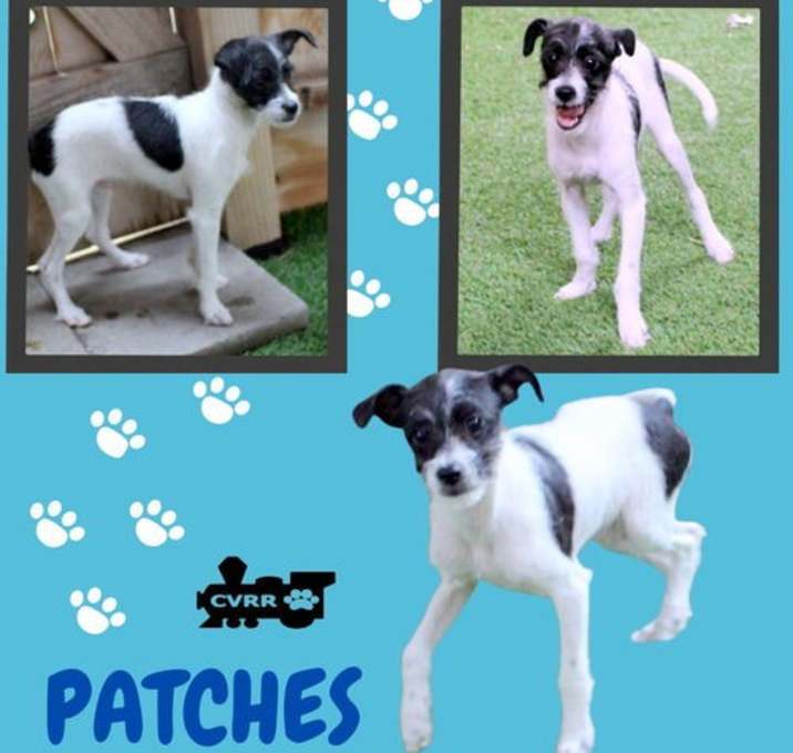 Photo of Patches (Puppy)