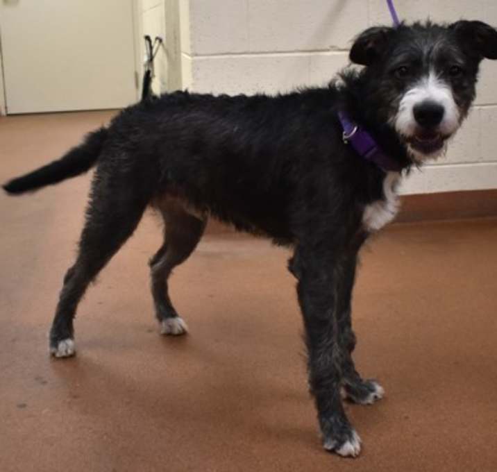 Photo of 91810 Shaggy