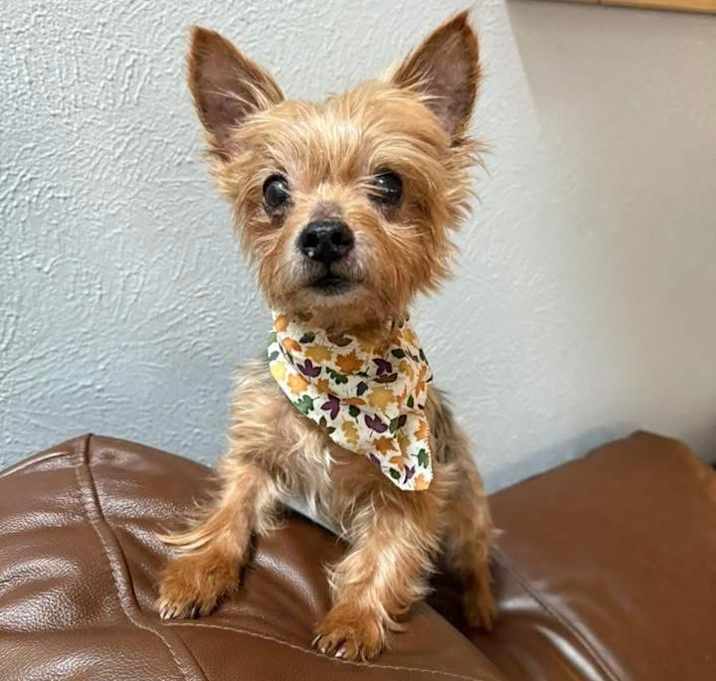 Photo of Mister Prince (Dallas)