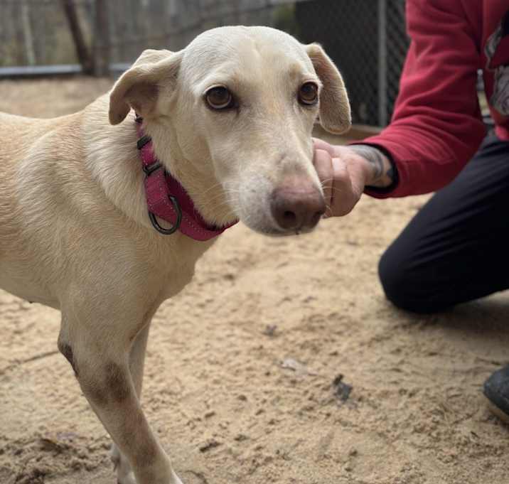 Photo of Gracie - 25295