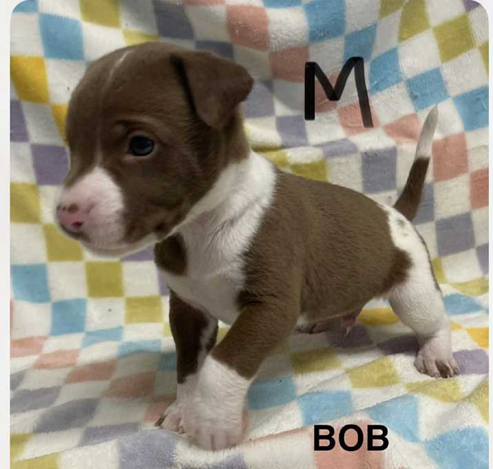 Photo of Bob