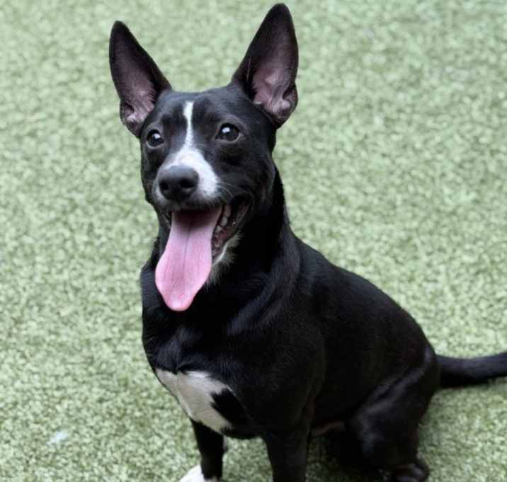 Photo of Little Prince