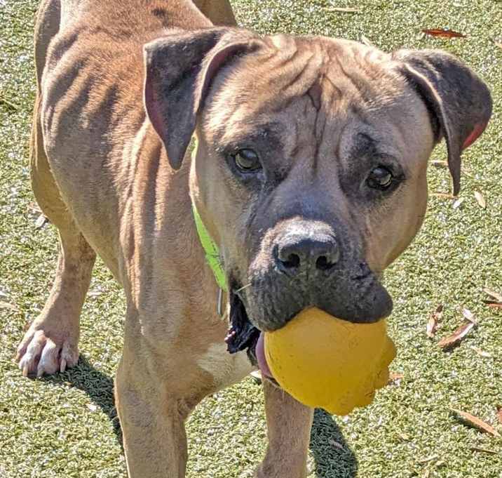 Photo of Silly Goose