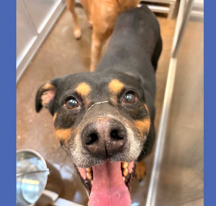 Photo of Dog Kennel #1 Dexter