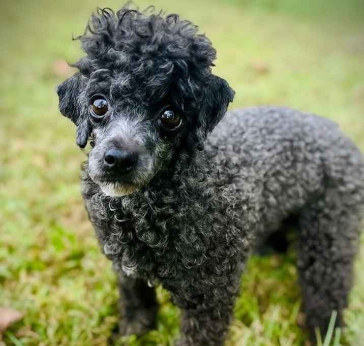 Photo of Valkyrie Aug 25 - In Foster in Raleigh, NC