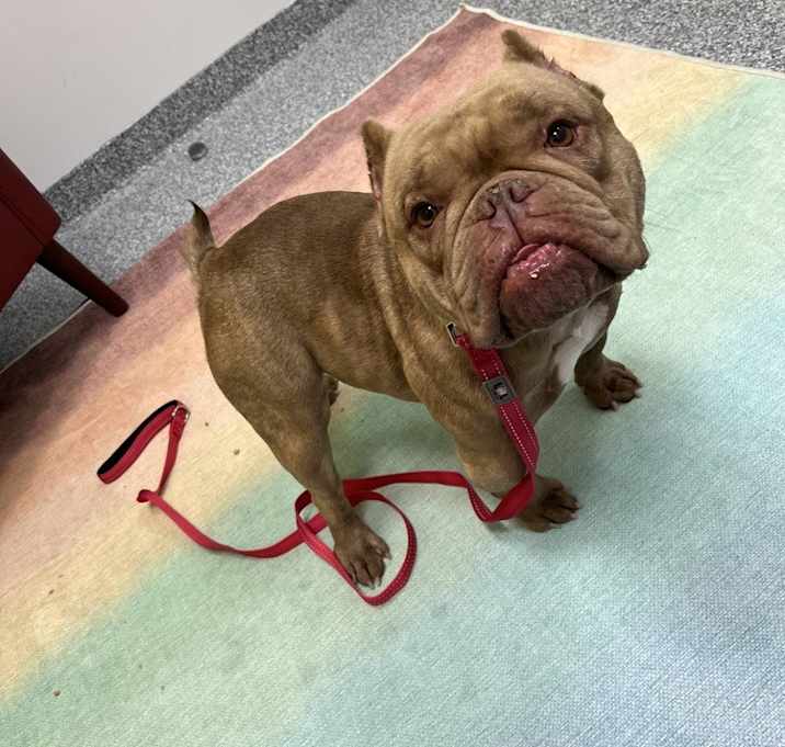 Photo of Little Lady