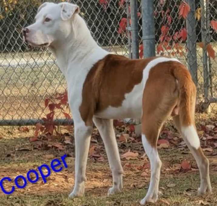 Photo of Cooper