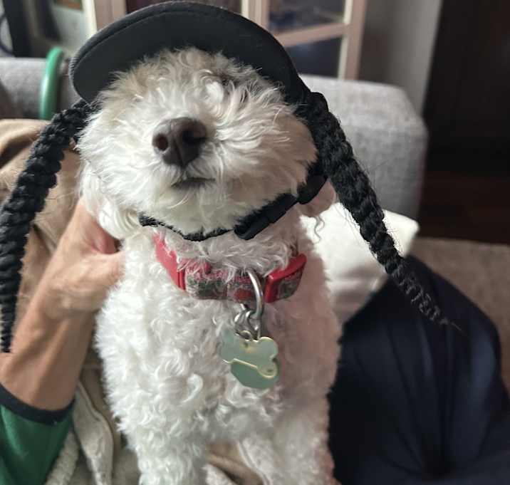 Photo of Daisy & Koda