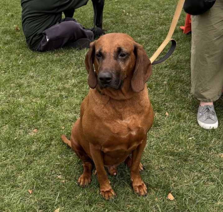 Photo of Aaron (Foster needed)