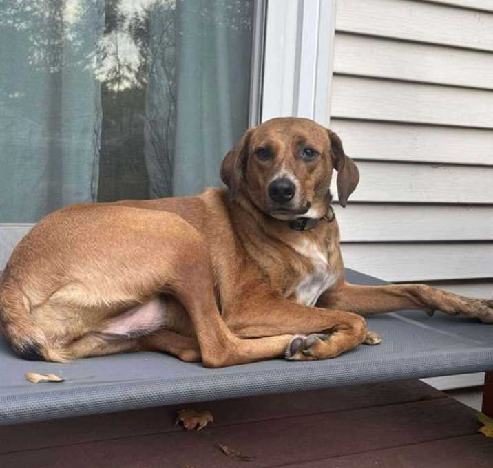 Photo of Garbanzo Bean