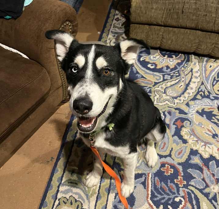 Photo of Cosmo/Knight