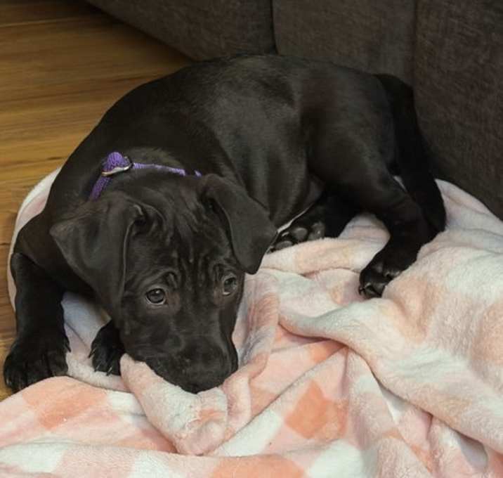 Photo of Pepper Spice