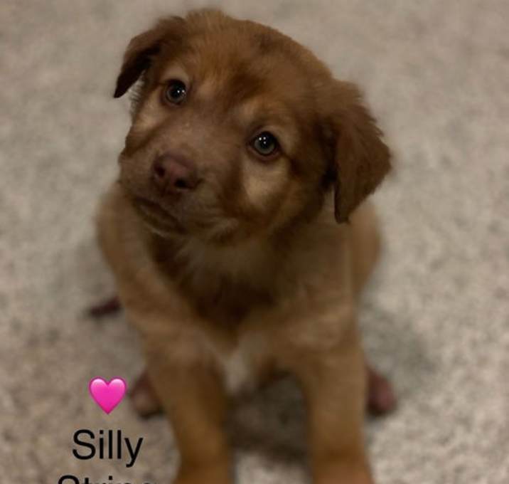 Photo of Silly String