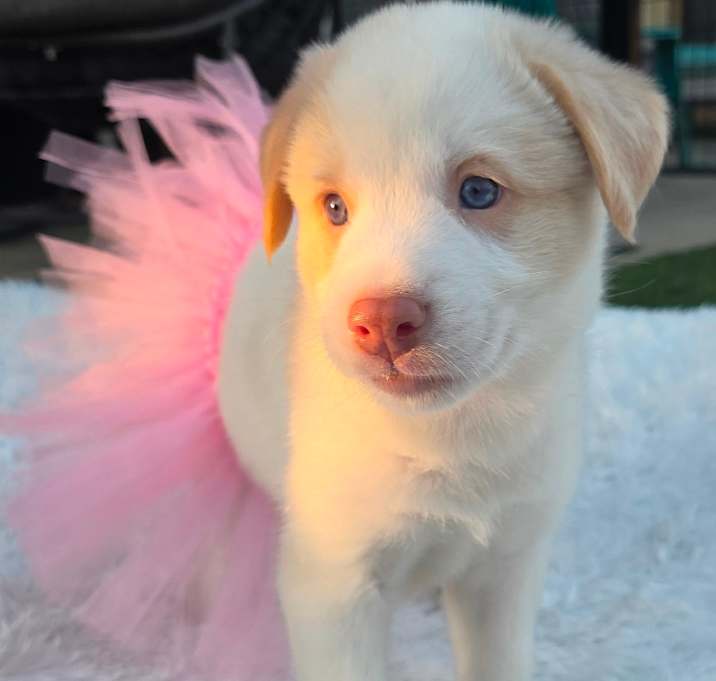 Photo of Primrose DD