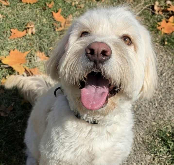 Photo of Sherbert-Stunning boy!