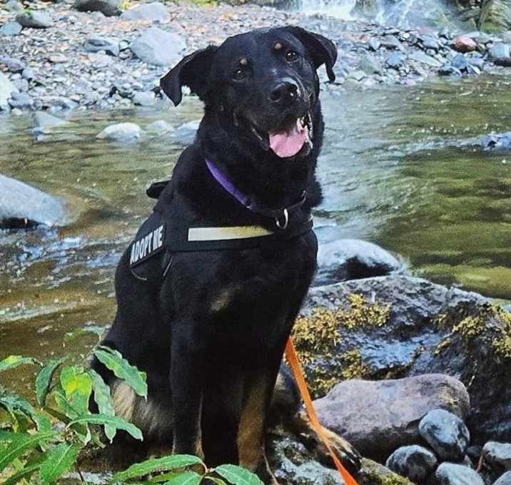 Photo of Champ (mcas)