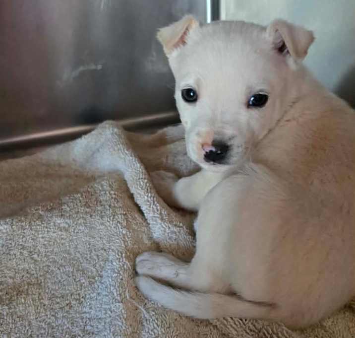 Photo of Zulu Rez AZ