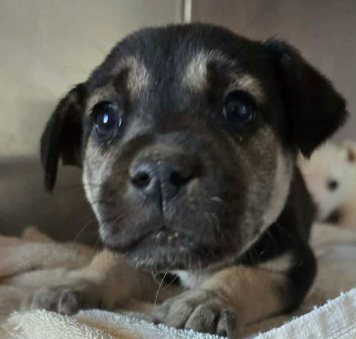 Photo of Zena Rez AZ