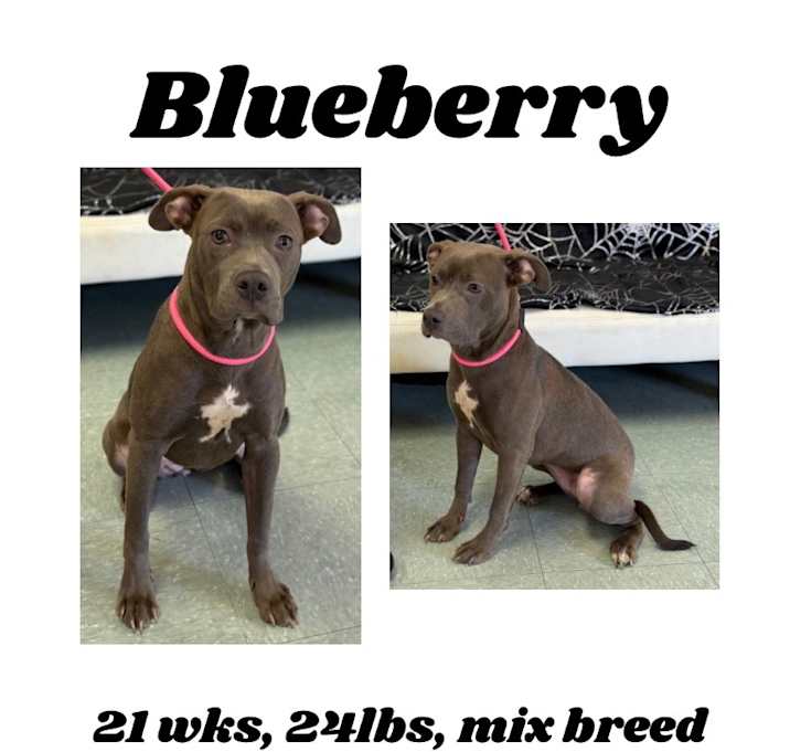 Photo of Blueberry