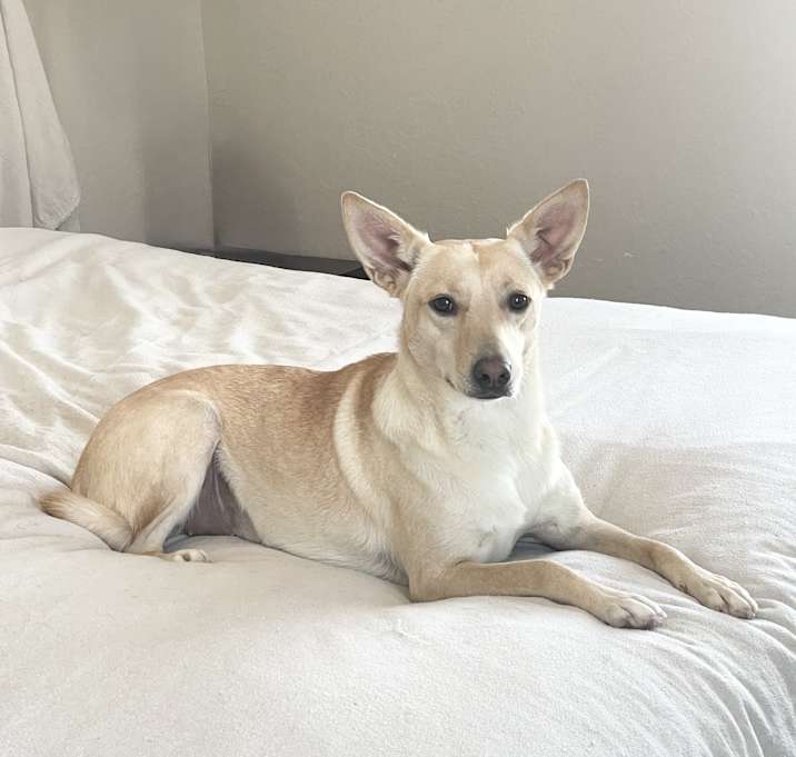 Photo of Sweet Marigold