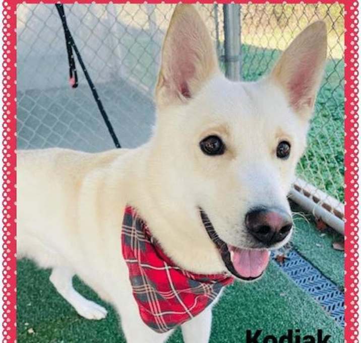 Photo of Kodiak (872)