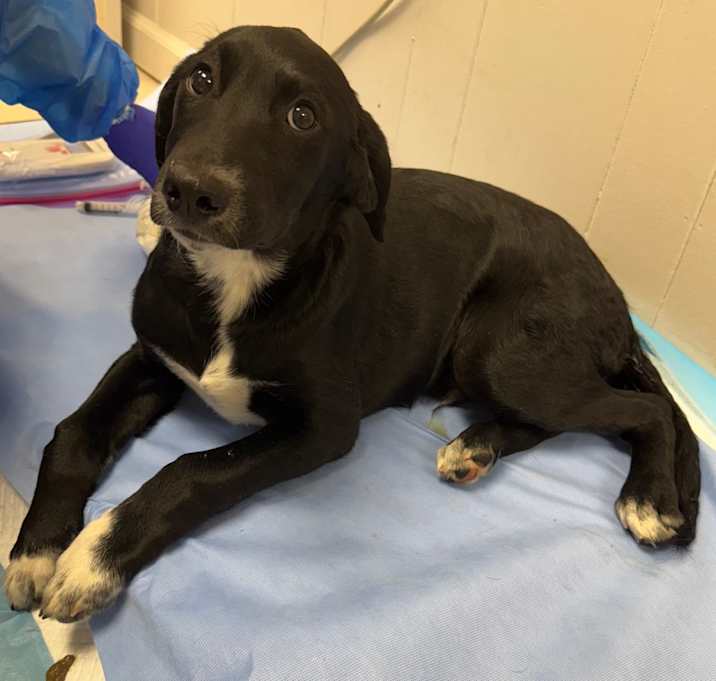 Photo of TUSC-Stray-82799