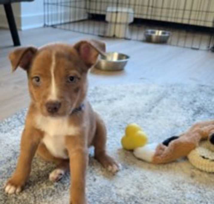 Photo of Pumpkin Pie