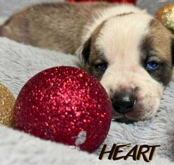 Photo of Shaggy - ON HOLD - NO MORE APPLICATIONS