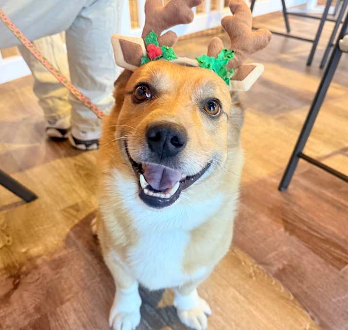 Photo of 832 (2025) Louie