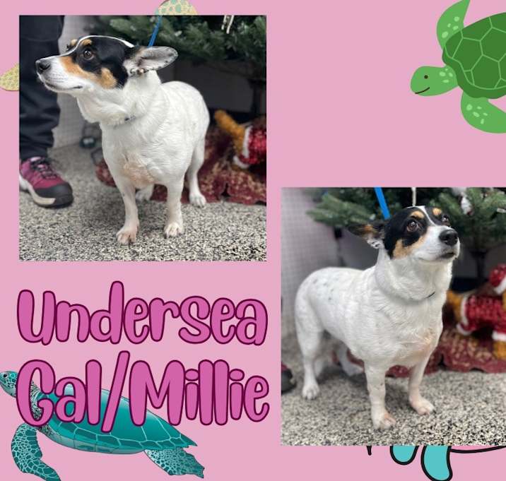 Photo of Undersea Gal/ Millie