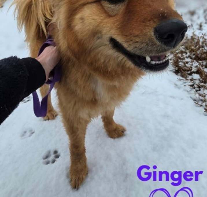 Photo of Ginger