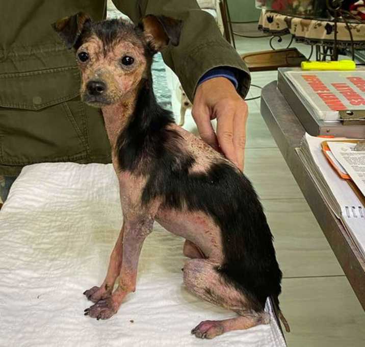 Photo of Chestnut (NOT YET AVAILABLE)