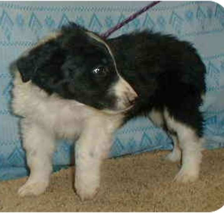 Photo of Tootsie