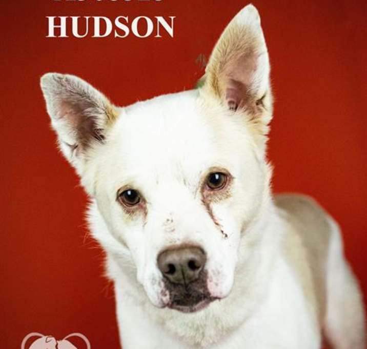 Photo of HUDSON