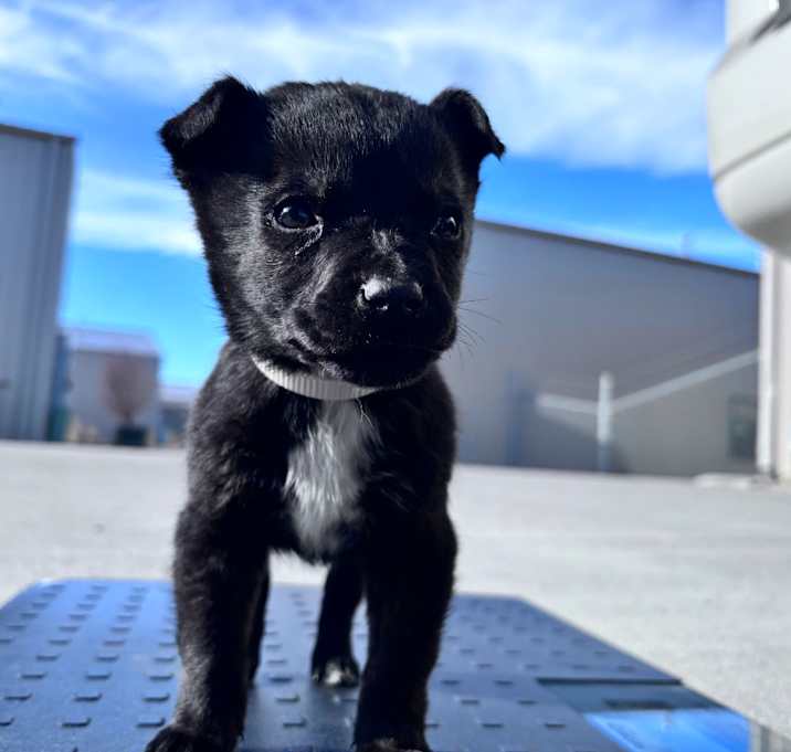 Photo of Peter- White collar 