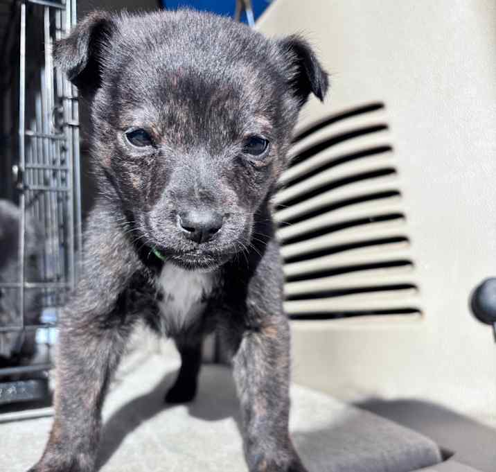 Photo of Pauly- Lime green collar 