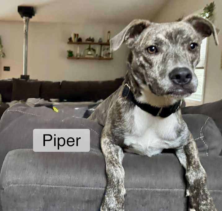 Photo of Piper