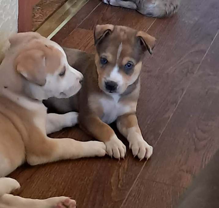 Photo of Bear Bear JuM