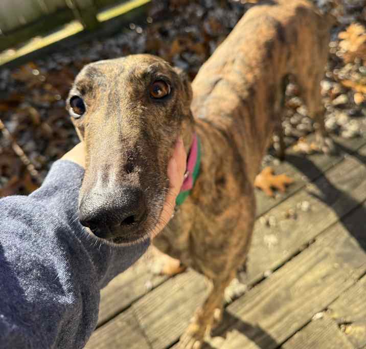 Photo of GLS Good Woman