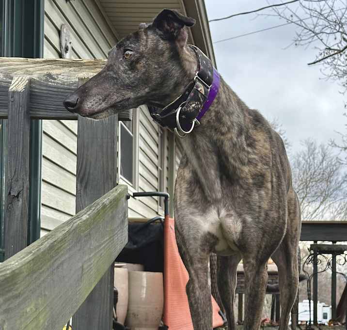 Photo of GLS Bingo Player