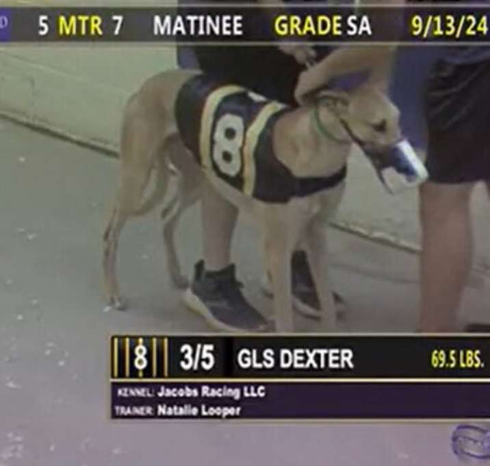Photo of GLS Dexter