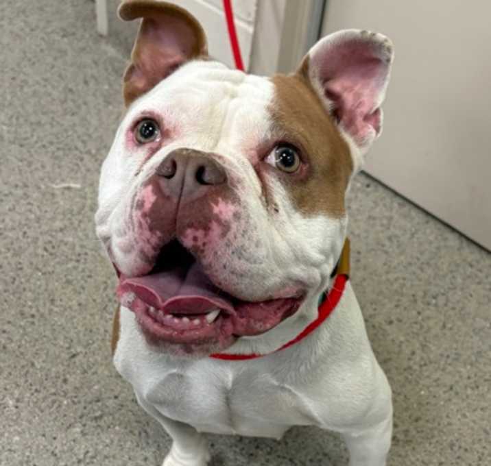 Photo of Gen (in foster)