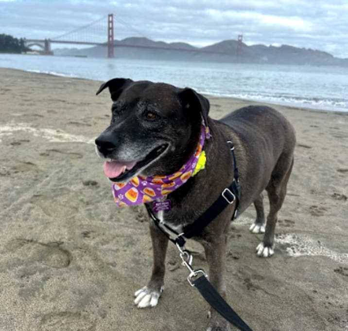 Photo of Milkshake 13449