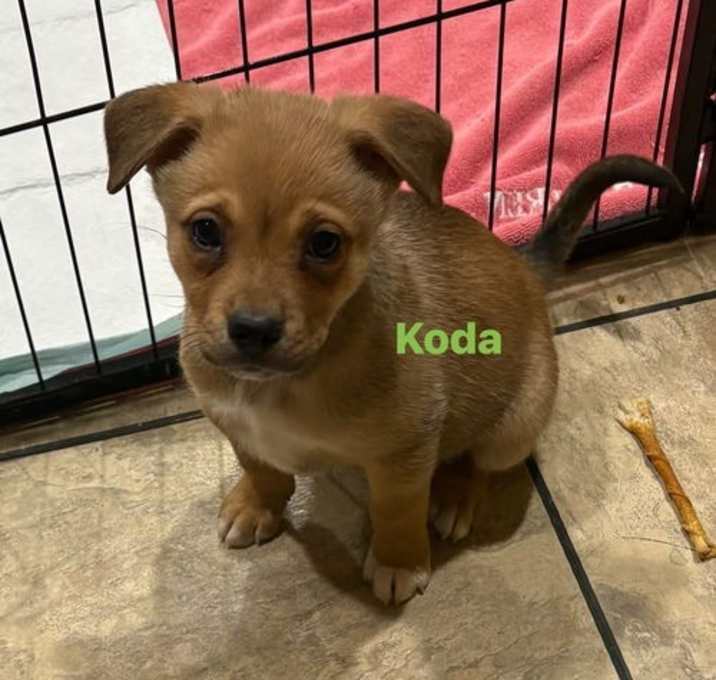 Photo of Koda