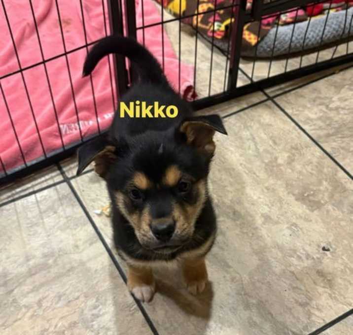 Photo of Nikko