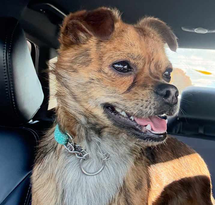 Photo of Cheddar Bob