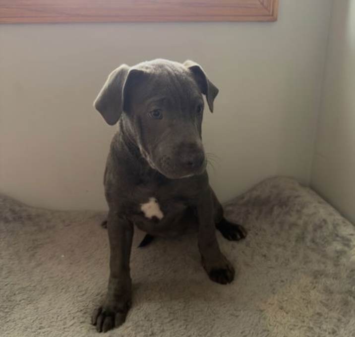 Photo of Pretty Piper